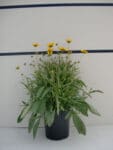 Coreopsis 'Baby Sun' - Baby Sun Coreopsis