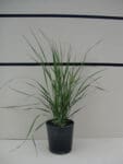 Calamagrostis x acutiflora 'Karl Foerster' - Feather Reed Grass