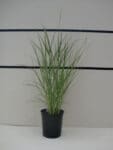 Calamagrostis x acutiflora 'Overdam' - Variegated Feather Reed Grass