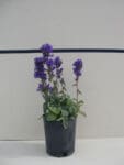 Campanula glomerata - Tall Bellflower (wht or prpl)