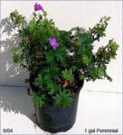 Geranium sanguineum - Bloody Cranesbill