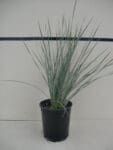 Helictotrichon sempervirens - Blue Oat Grass