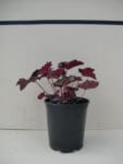 Heuchera micrantha 'Palace Purple' - Palace Purple Coralbells