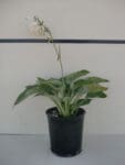 Hosta sieboldiana 'Elegans' - Elegans Plantain Lily