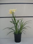 Hemerocalllis White (Joan Senior) - White Daylily