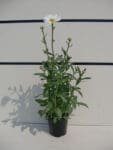 Leucanthemum superbum 'Becky' - Becky Shasta Daisy