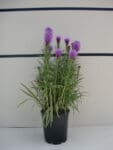 Liatris spicata 'Kobold' - Dwarf Gayfeather