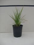 Miscanthus sinensis purpurascens - Flame Grass