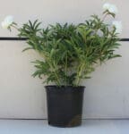 Paeonia 'White' - White Peony