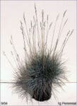 Schizachyrium scoparium - Little Bluestem Grass