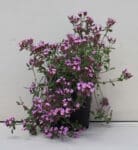 Saponaria ocymoides - Soapwort