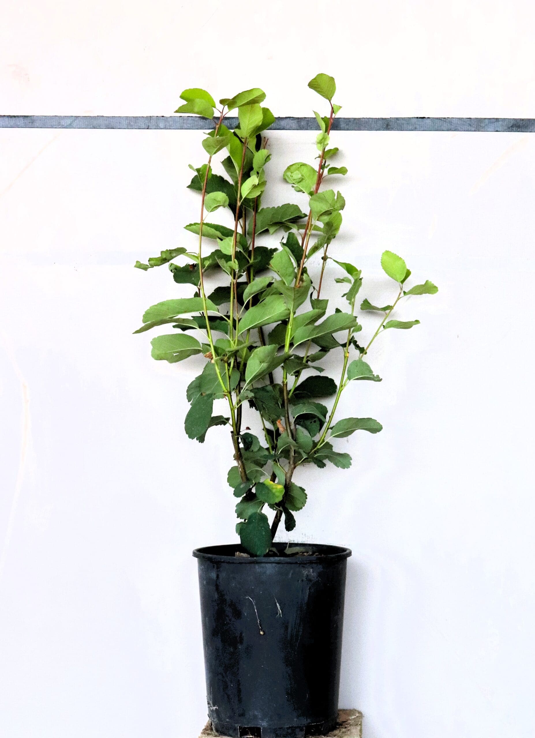 Amelanchier alnifolia
