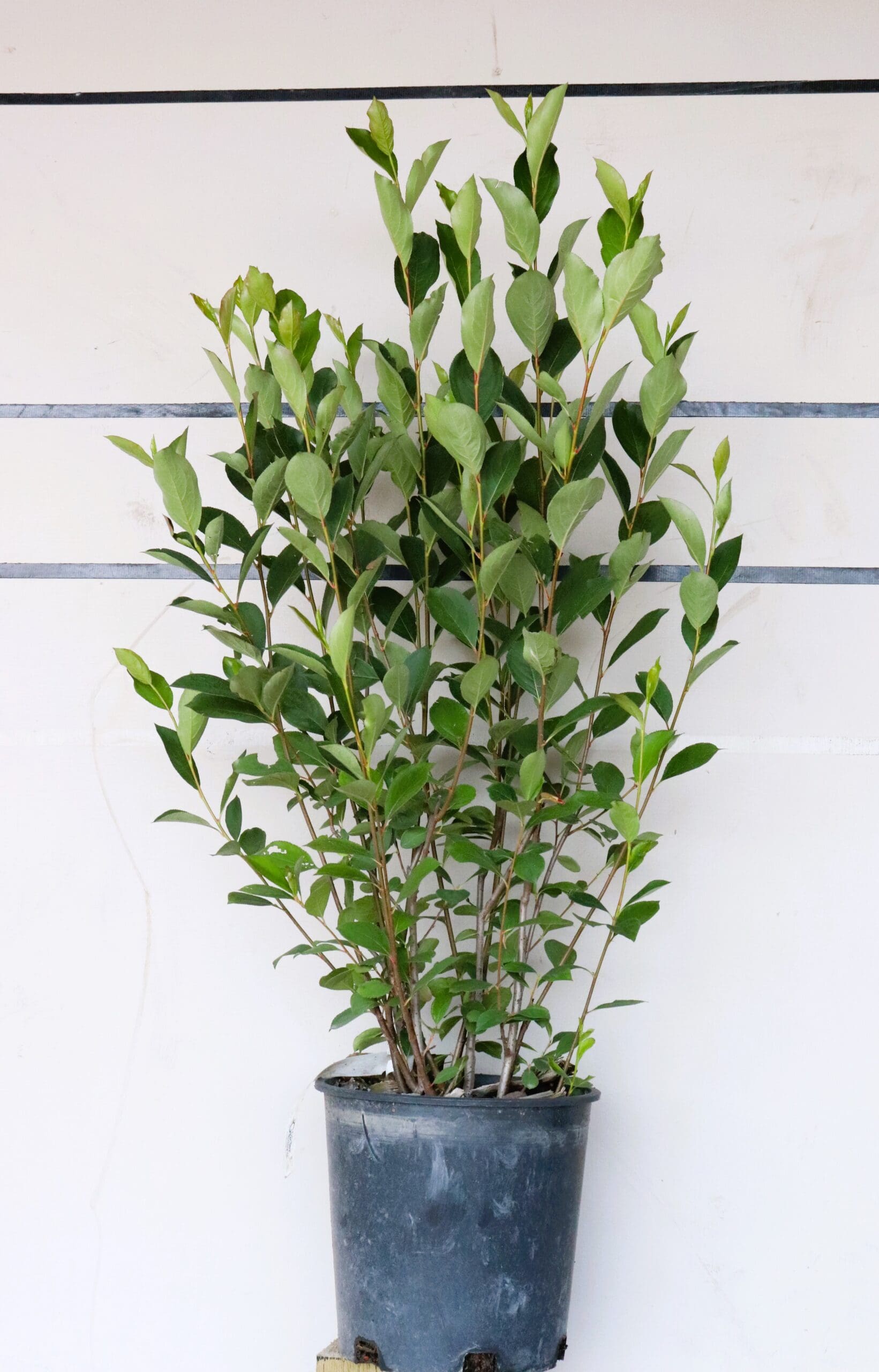 Aronia melanocarpa var. elata