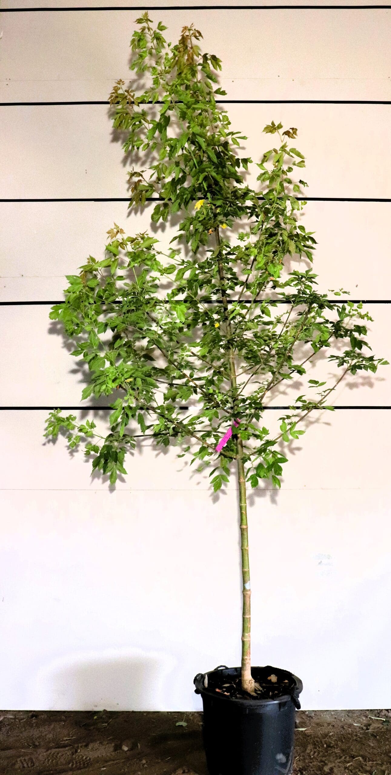 Acer negundo 'Sensation'