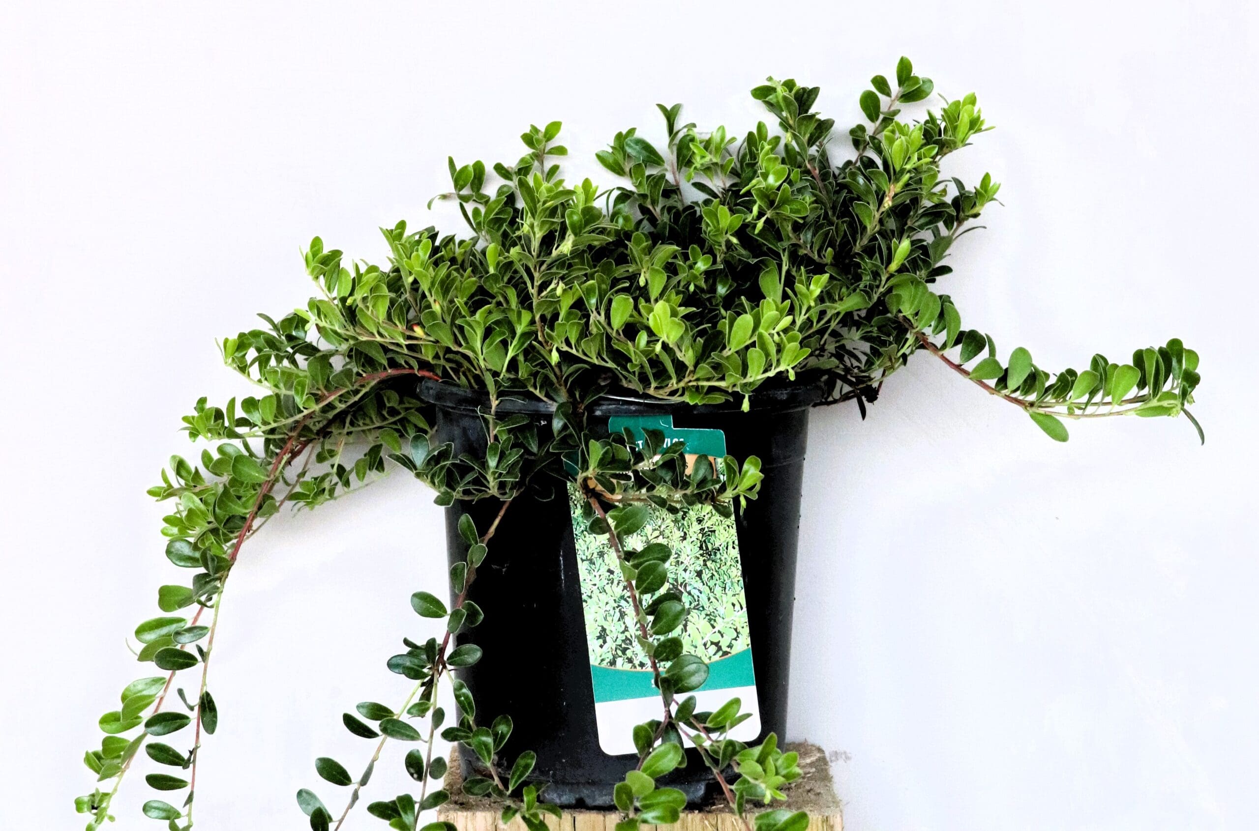 Arctostaphylos uva-ursi 'Massachusetts' - Massachusetts Kinnikinick