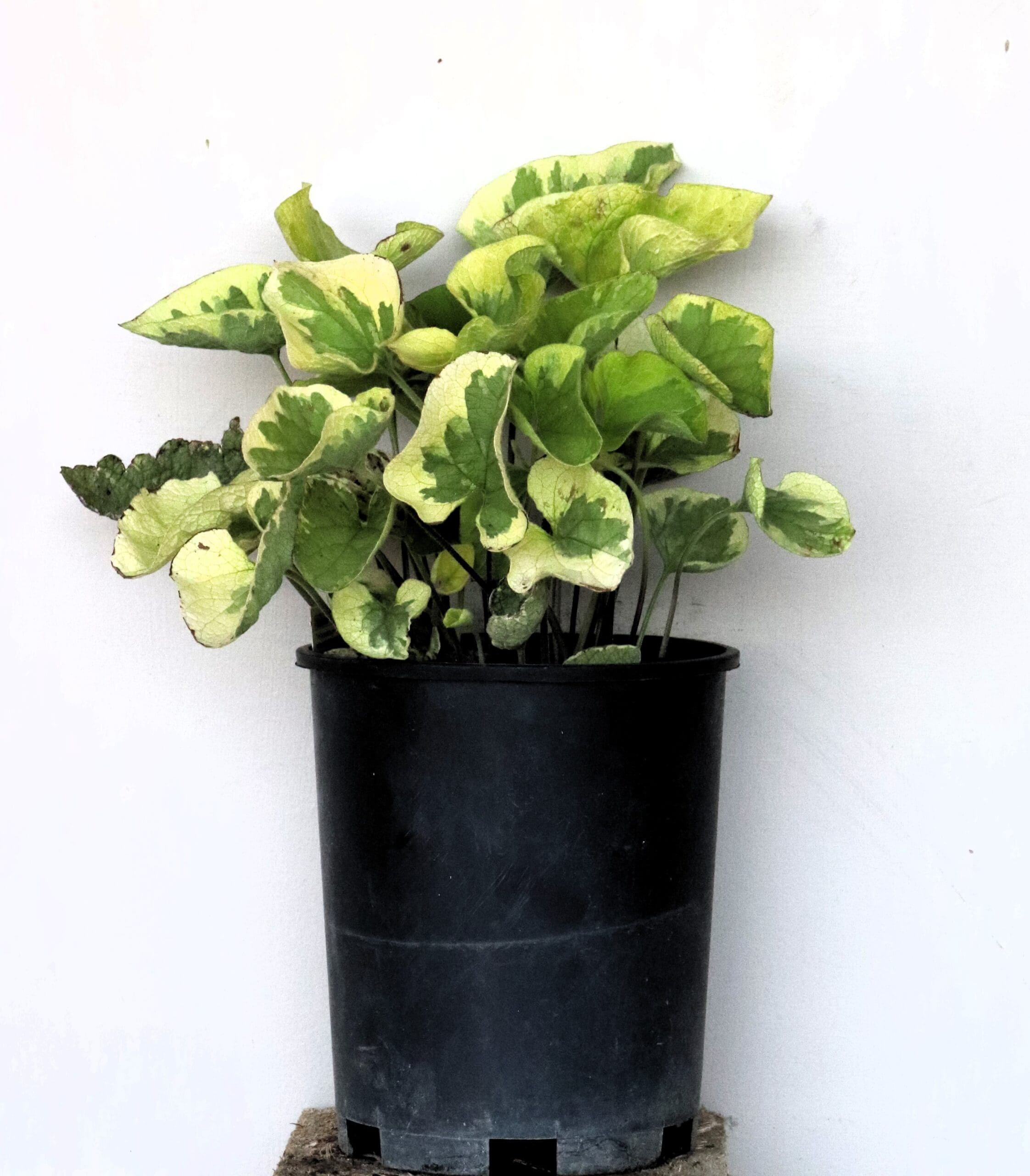 Brunnera m. 'Hadspen Cream' - Hadspen Cream Bugloss