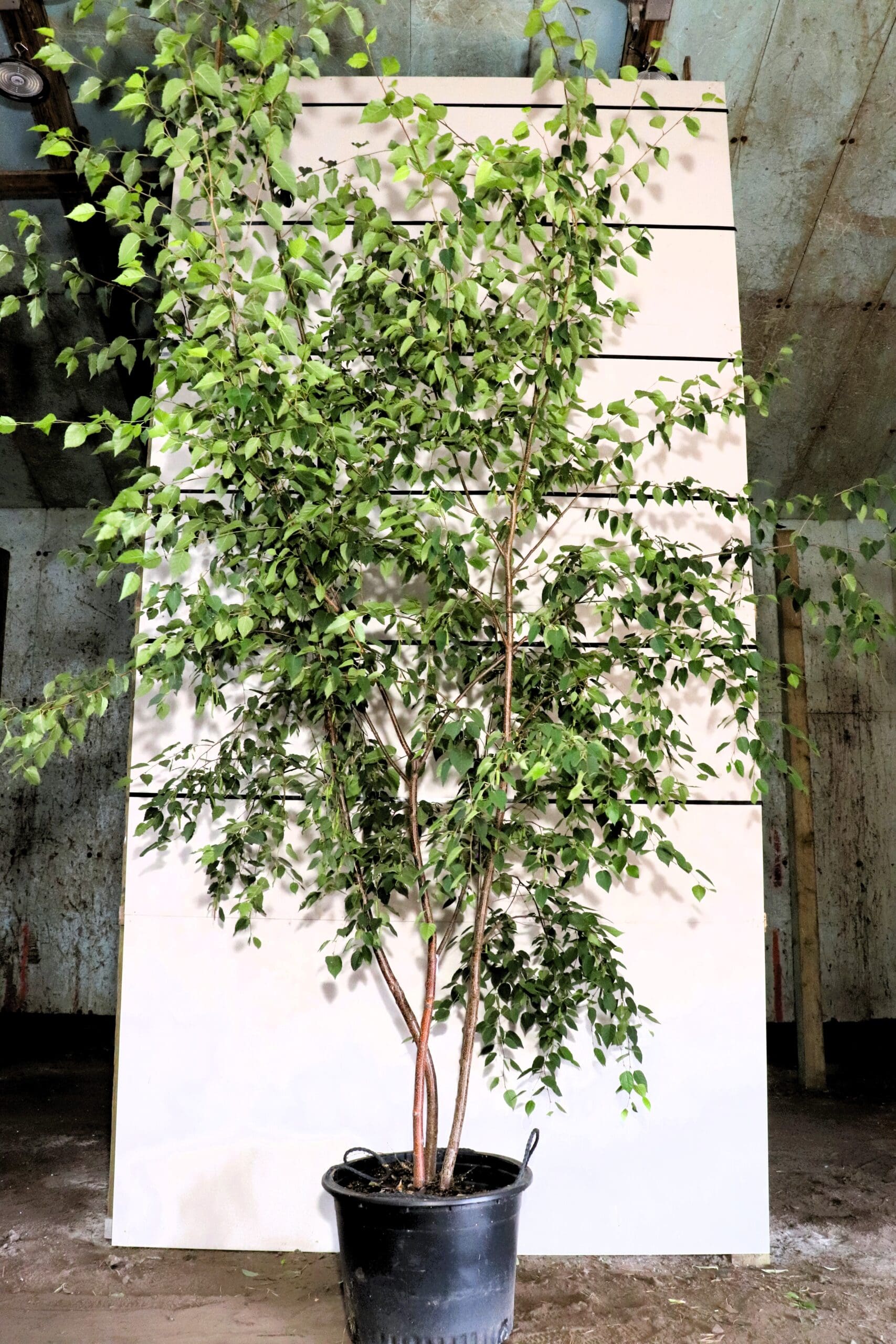 Betula papyrifera M/S