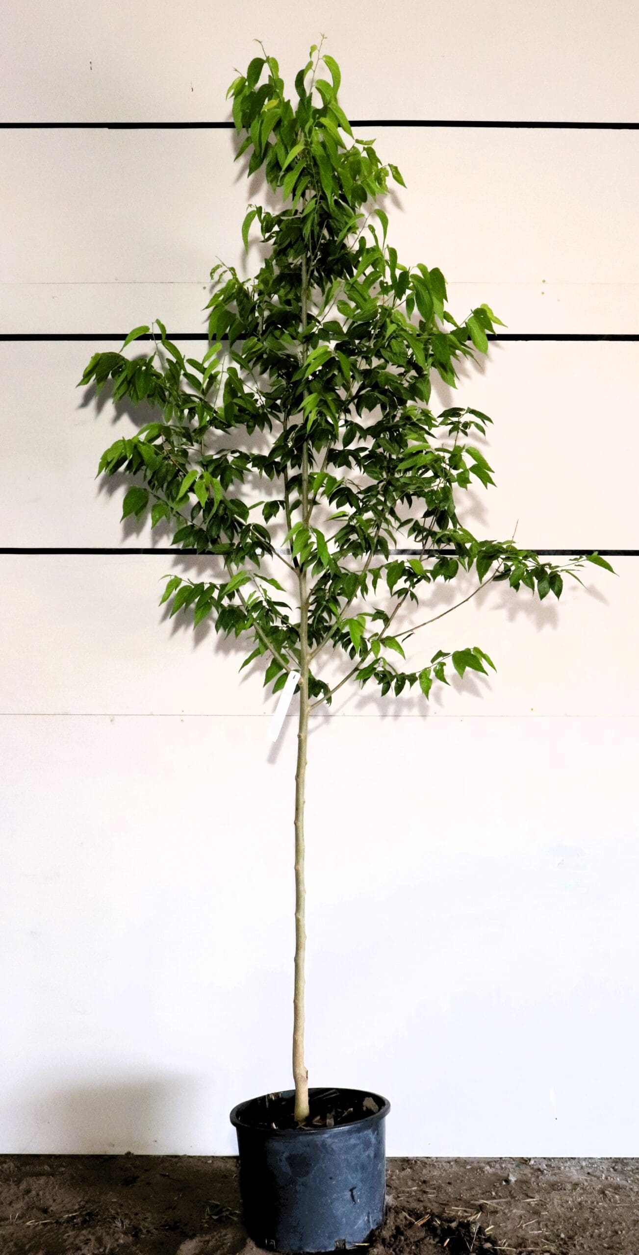 Celtis occidentalis