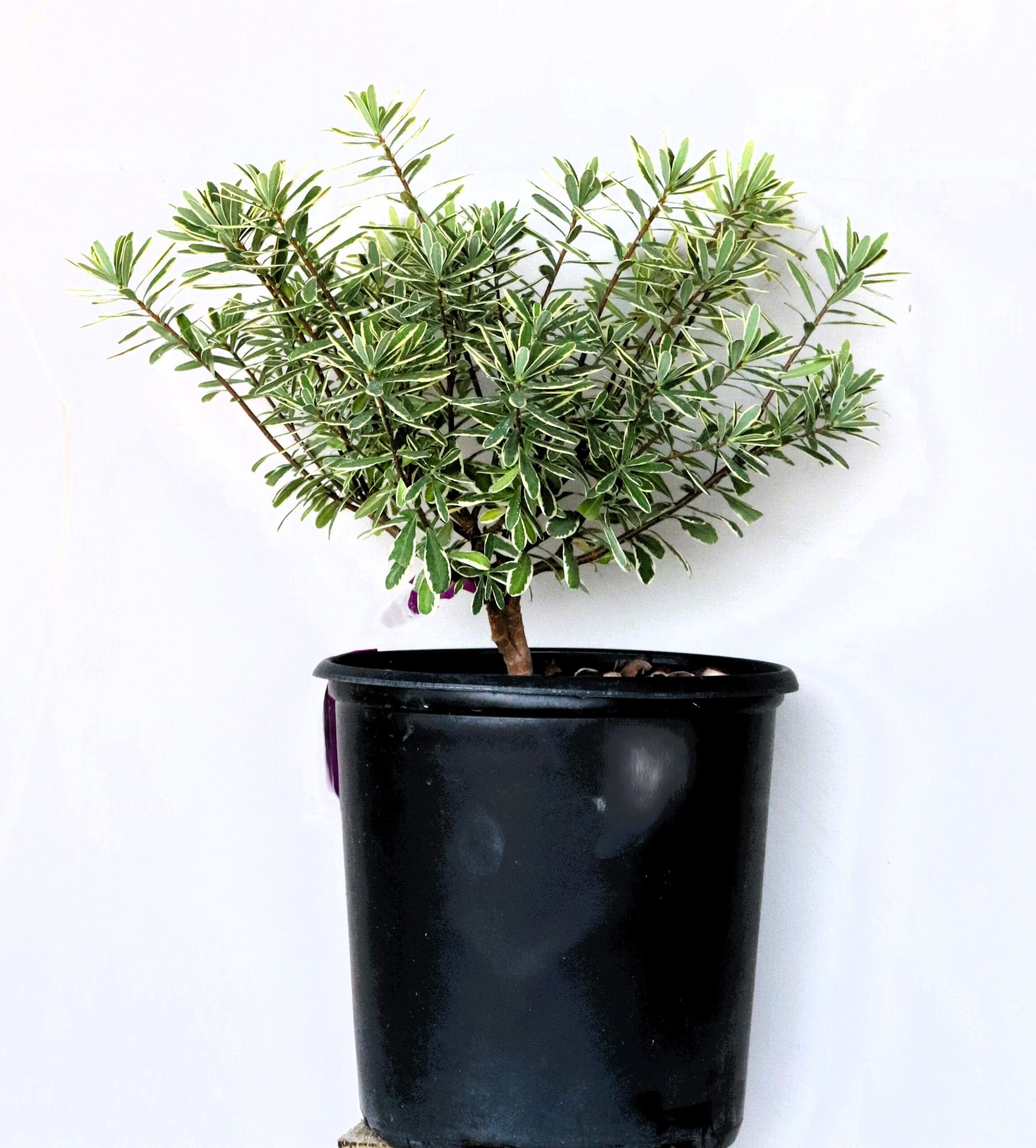 Daphne x burkwoodii 'Carol Mackie'