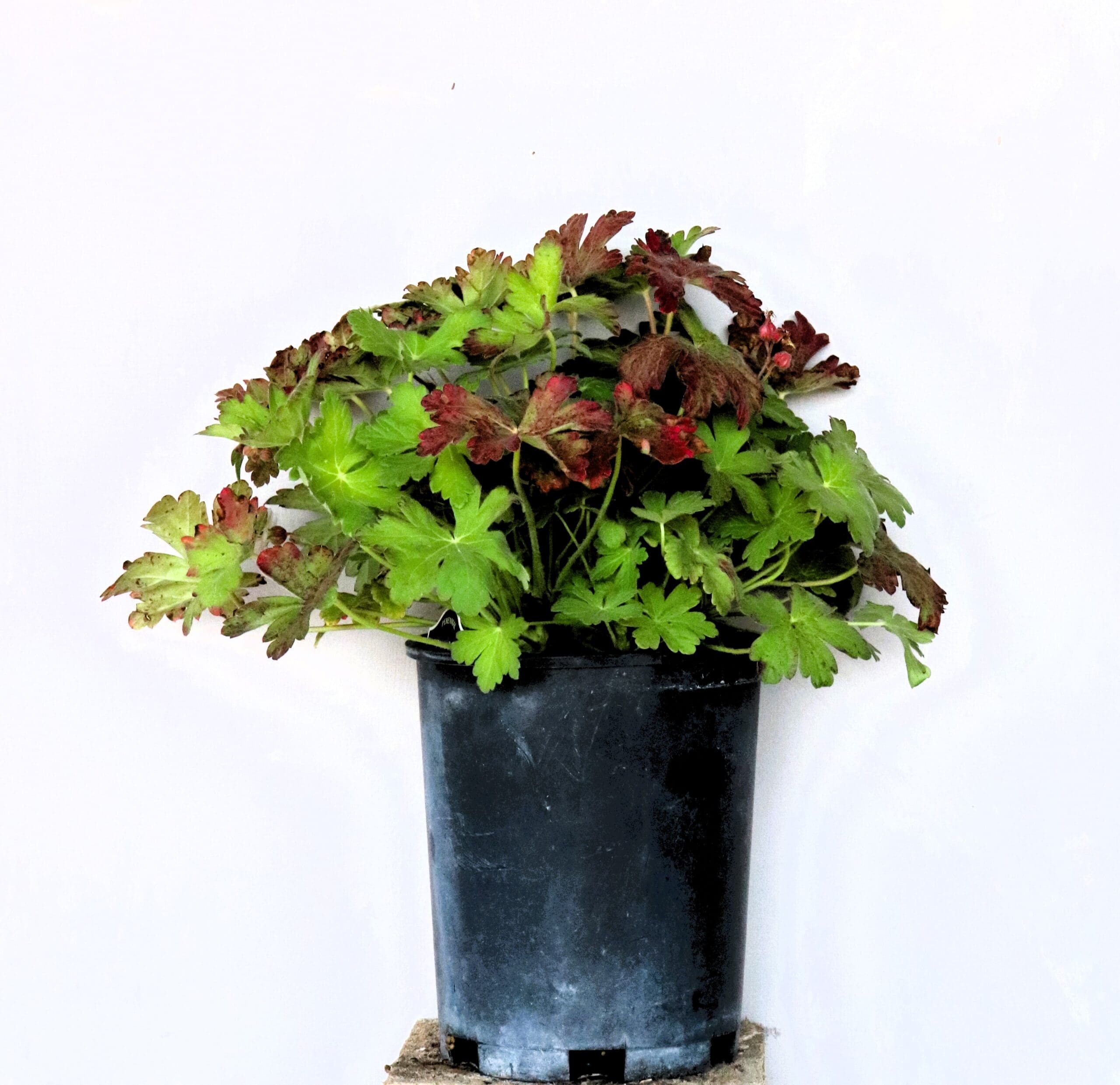 Geranium macrorrhizum 'Spessart' - Spessart White Groundcover Cranesbill