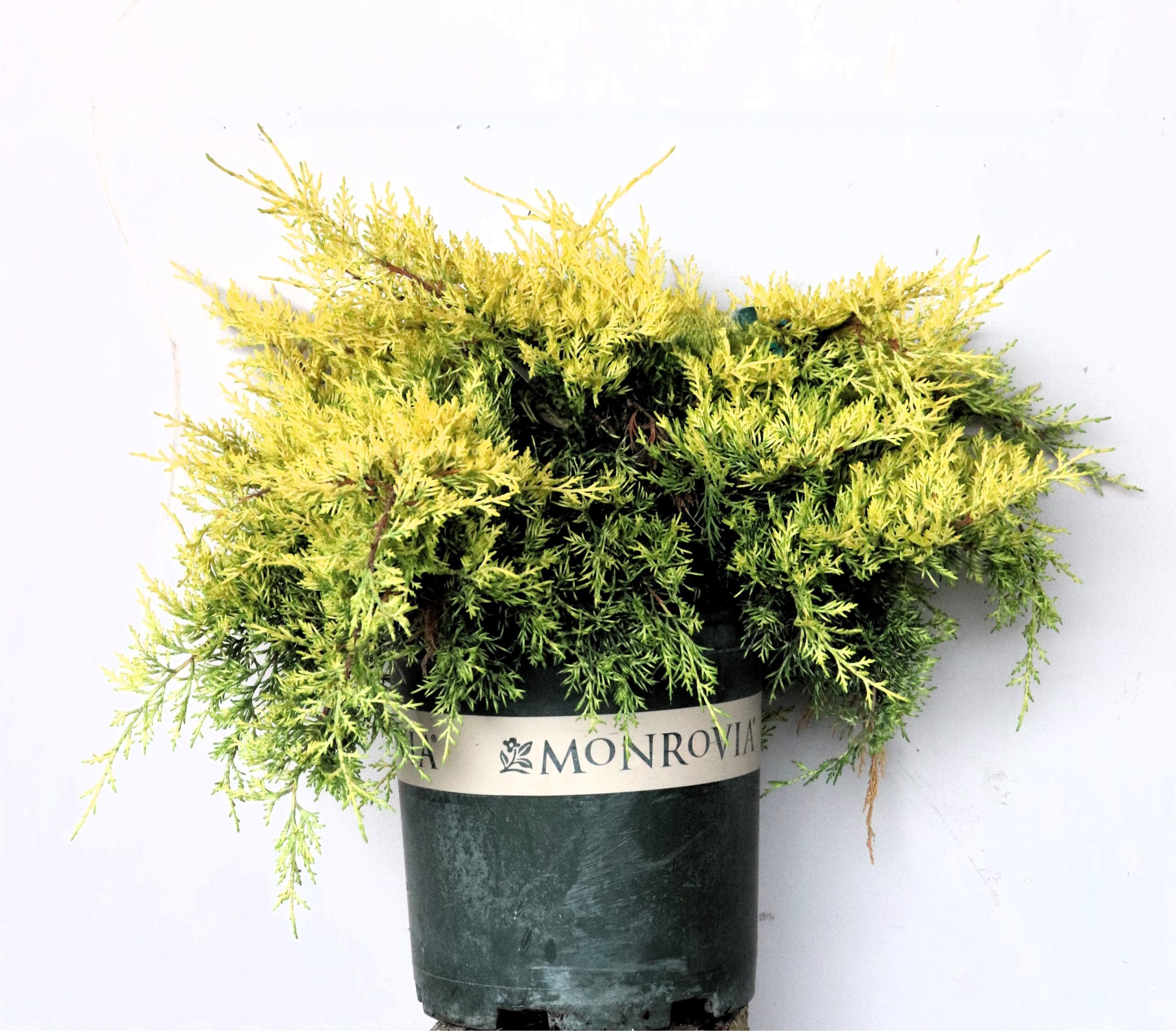 Juniperus x p. 'Monsan'