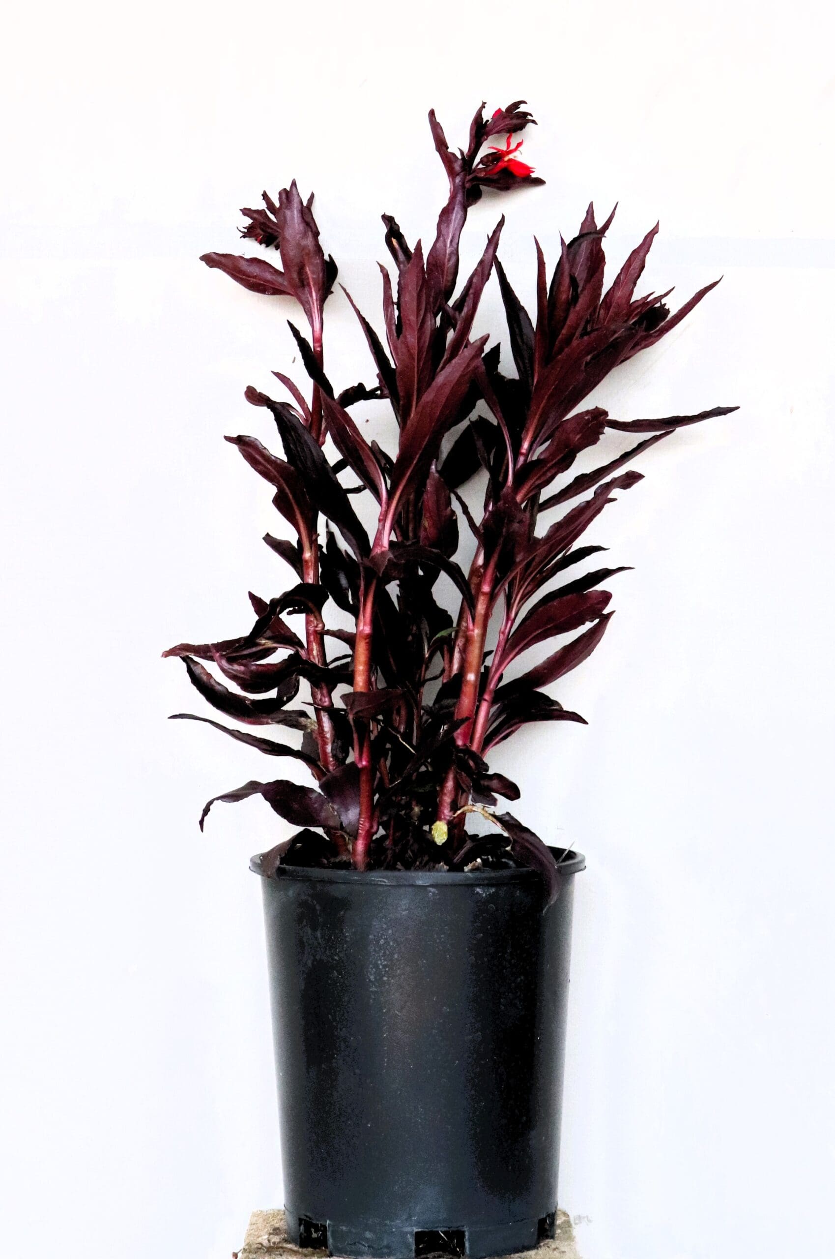 Lobelia cardinalis 'Queen Victoria' - 'Queen Victoria' Cardinal Flower