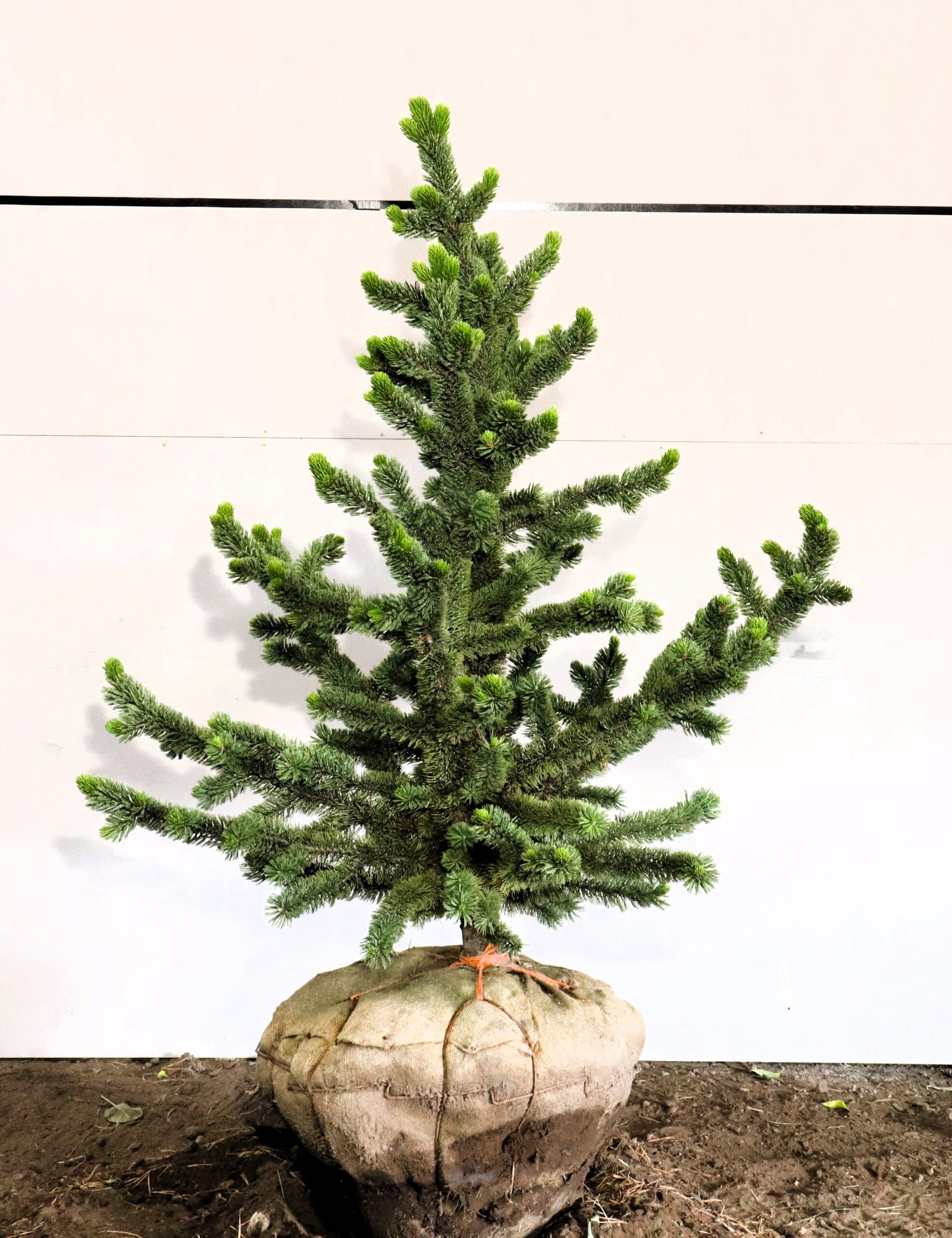 Pinus aristata