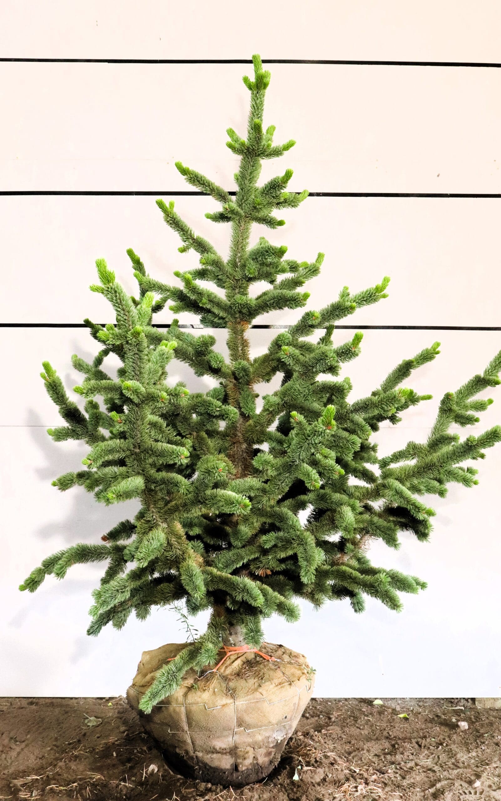 Pinus aristata