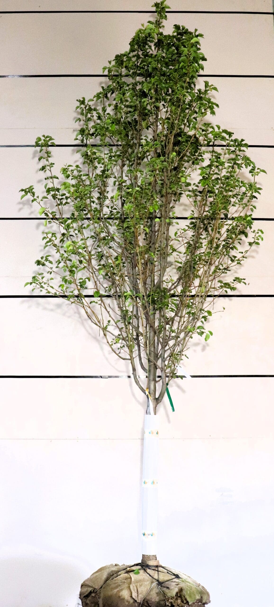 Pyrus calleryana 'Chanticleer'