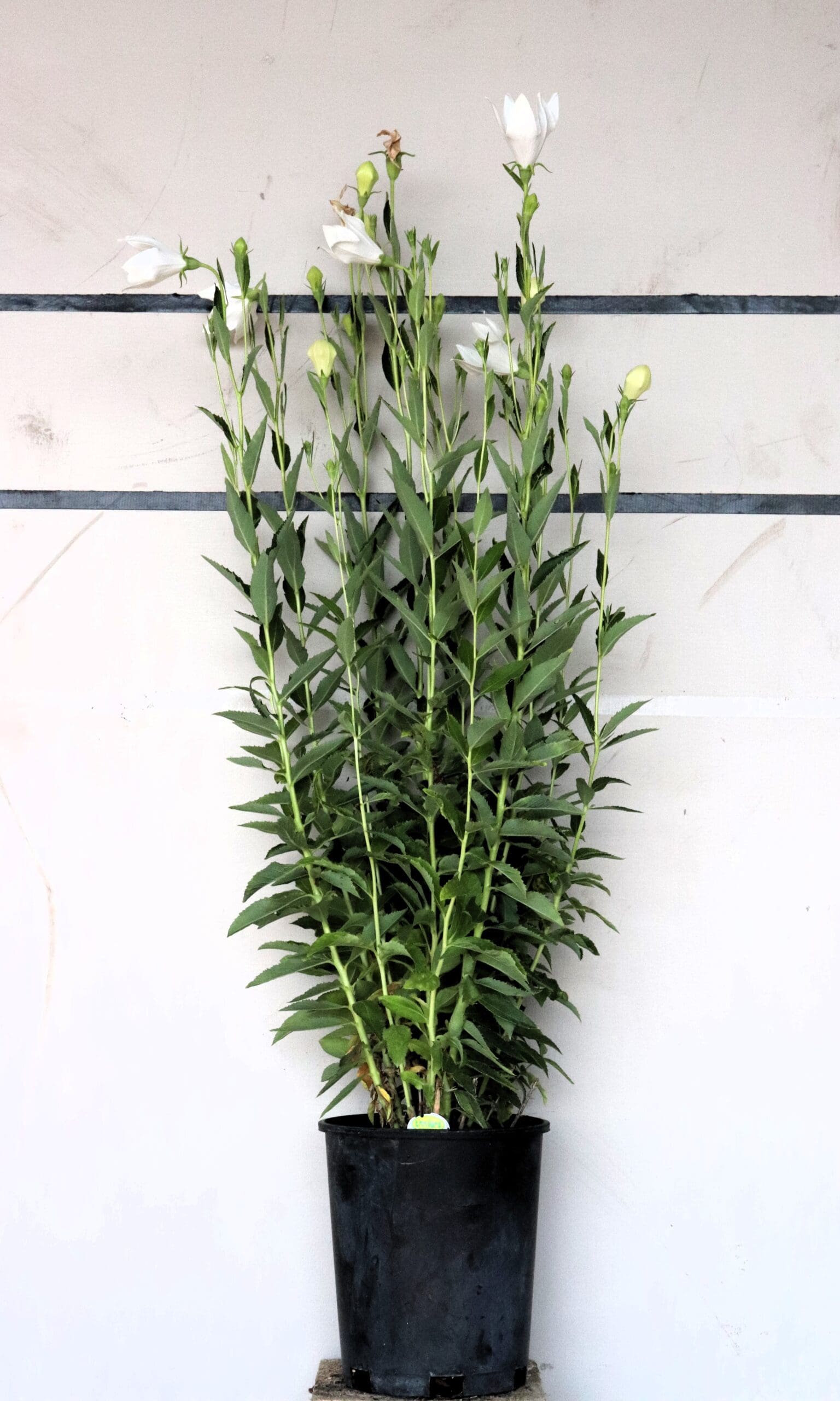 Platycodon grandiflorus 'Florist White' - Florist White Balloon Flower