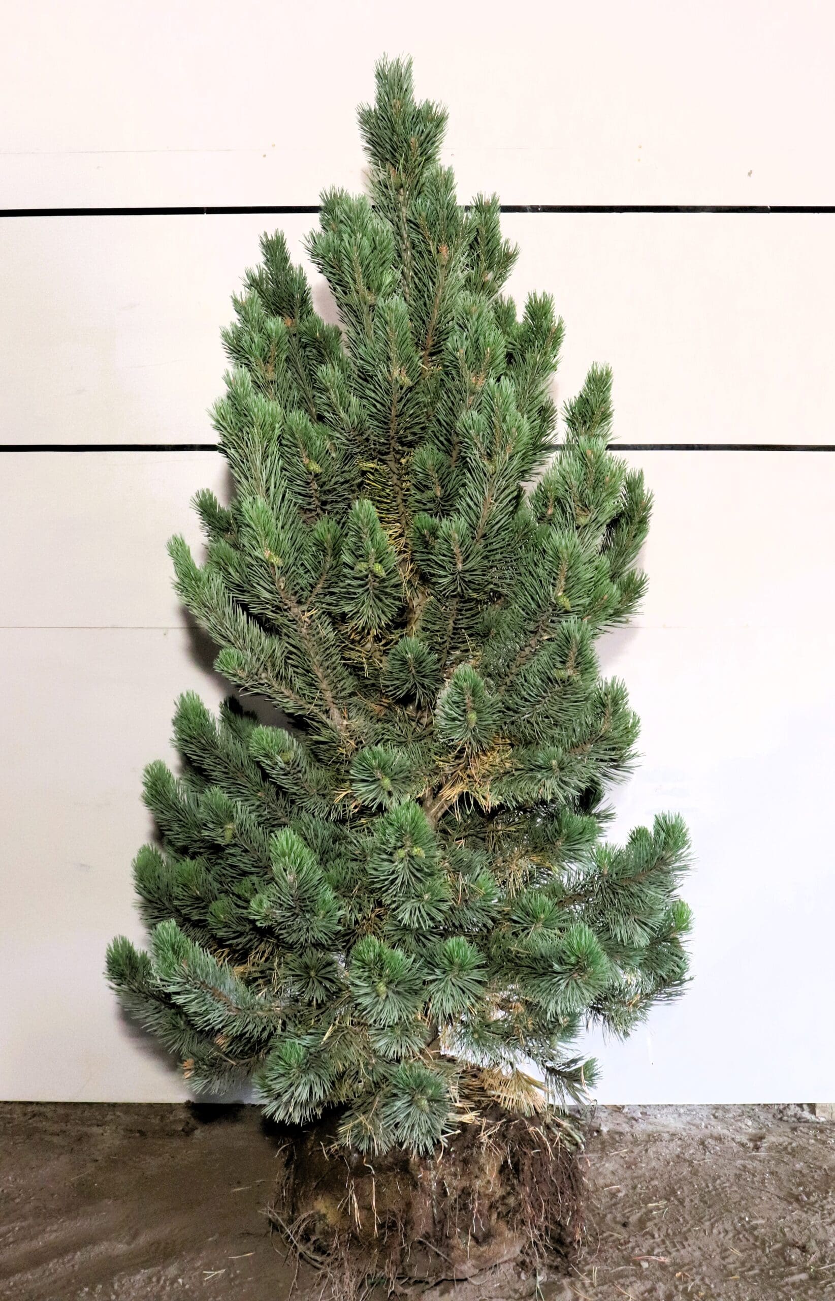Pinus mugo 'Tannenbaum'