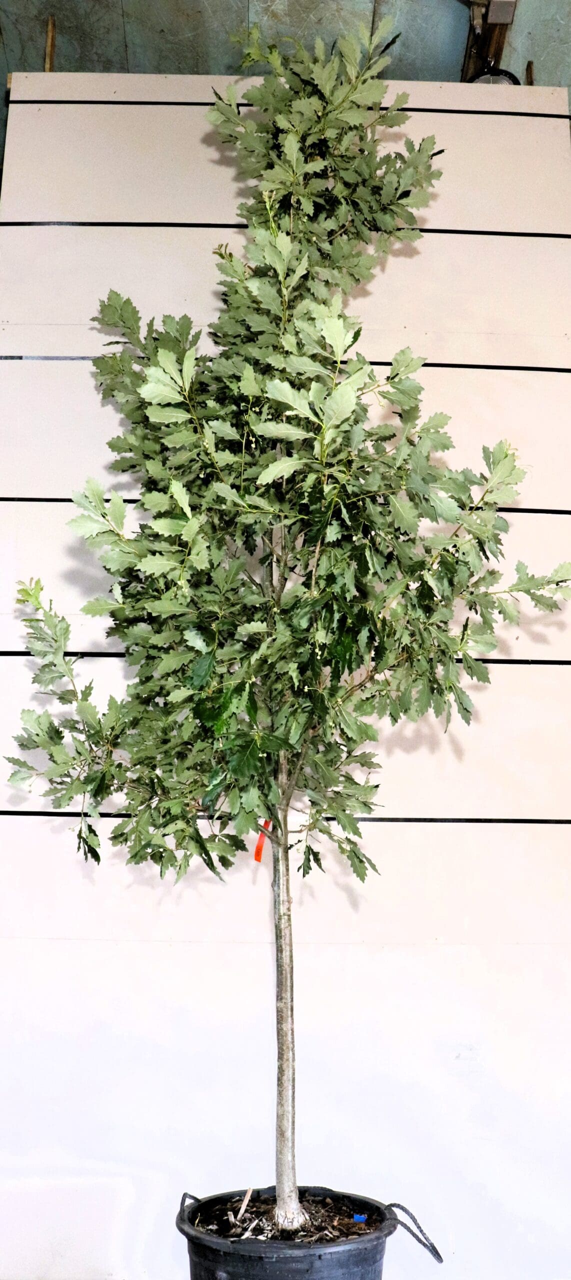Quercus x macdanielii 'Clemons'