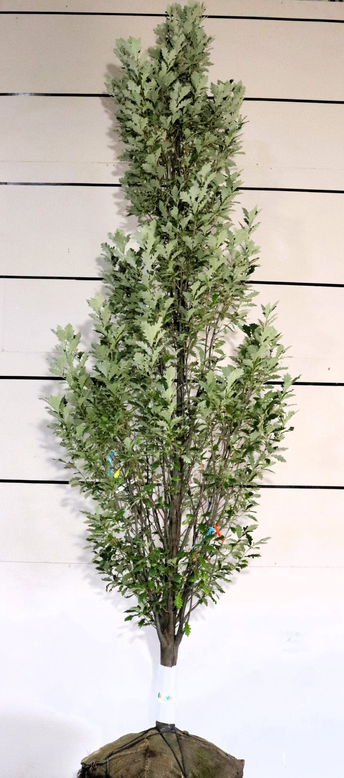 Quercus x warei 'Long'