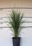 Calamagrostis x acutiflora 'Karl Foerster' - Feather Reed Grass