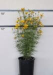 Coreopsis verticillata 'Zagreb' - Threadleaf Coreopsis