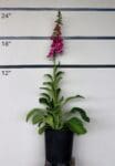Digitalis pupurea 'Foxy' - Foxglove