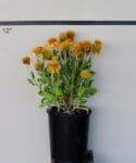 Gaillardia aristata 'Arizona Apricot' - Arizona Apricot Blanket Flower