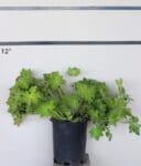 Geranium sanguineum var. striatum - Bloody Cranesbill Pink