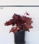 Heuchera 'Berry Smoothie' - Berry Smoothie Coral Bells