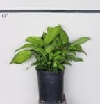 Hosta 'Guacamole' - Guacamole Lily