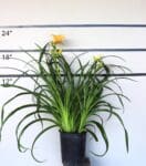 Hemerocallis 'Mini Pearl' - Mini Pearl Daylily