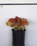 Heuchera 'Southern Comfort' - Southern Comfort Coral Bells