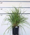 Hierochloe odorata - Sweetgrass