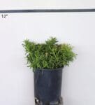 Iberis sempervirens - Candytuft