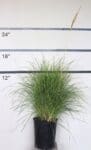Koeleria glauca - Blue Hair Grass