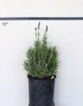 Lavandula angustifolia 'Hidcote' - Deep Blue Lavender