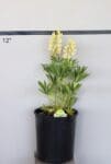 Lupinus 'Gallery Yellow' - Gallery Yellow Lupine