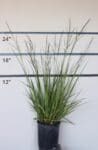 Molinia caerulea 'Skyracer' - Skyracer Moor Grass