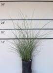 Miscanthus sinensis 'Graziella' - Graziella Maiden Grass
