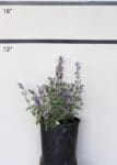 Nepeta 'Junior Walker' - Junior Walker Catmint